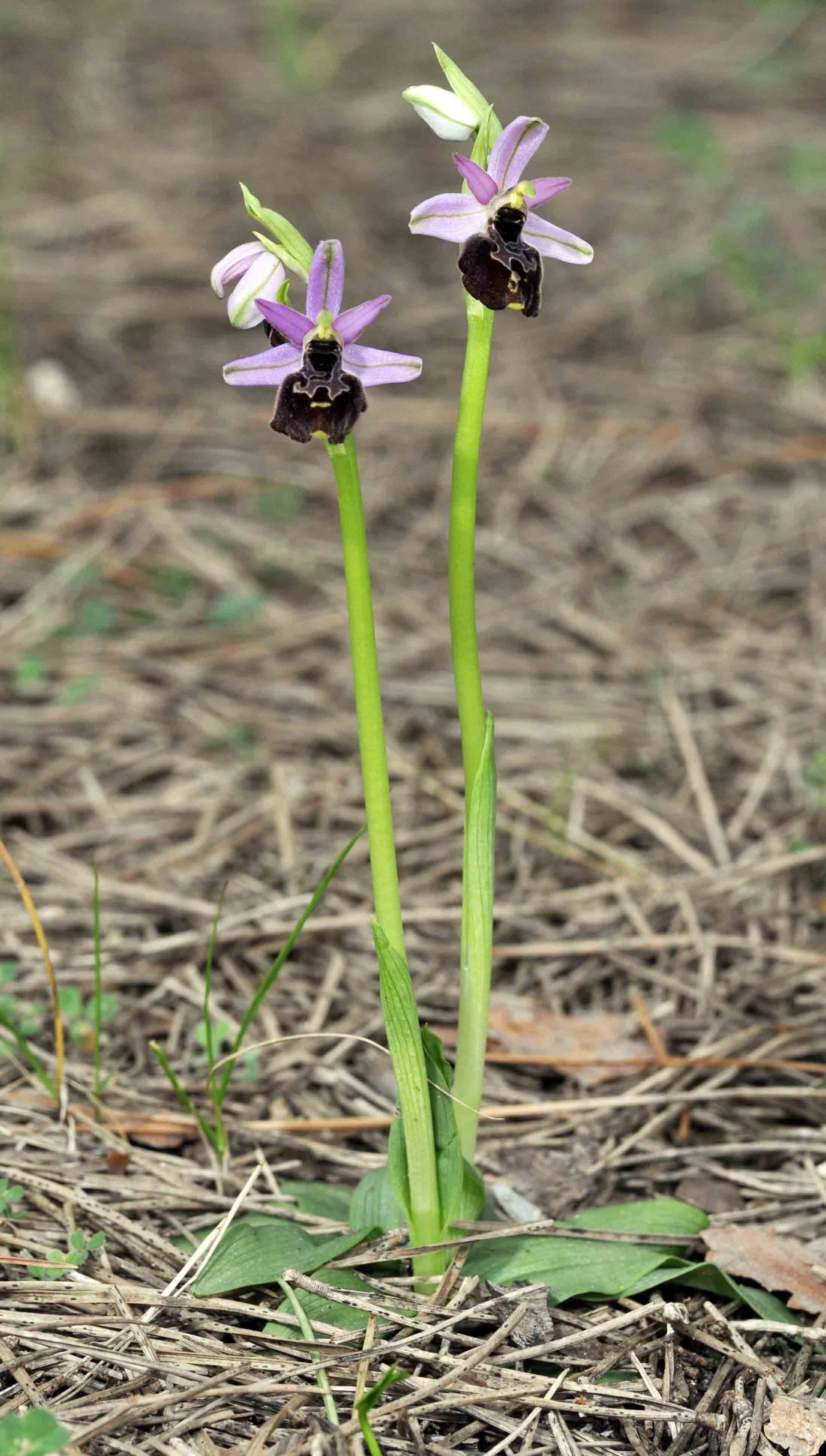 O.exaltata subsp. montis-leonis e un ibrido